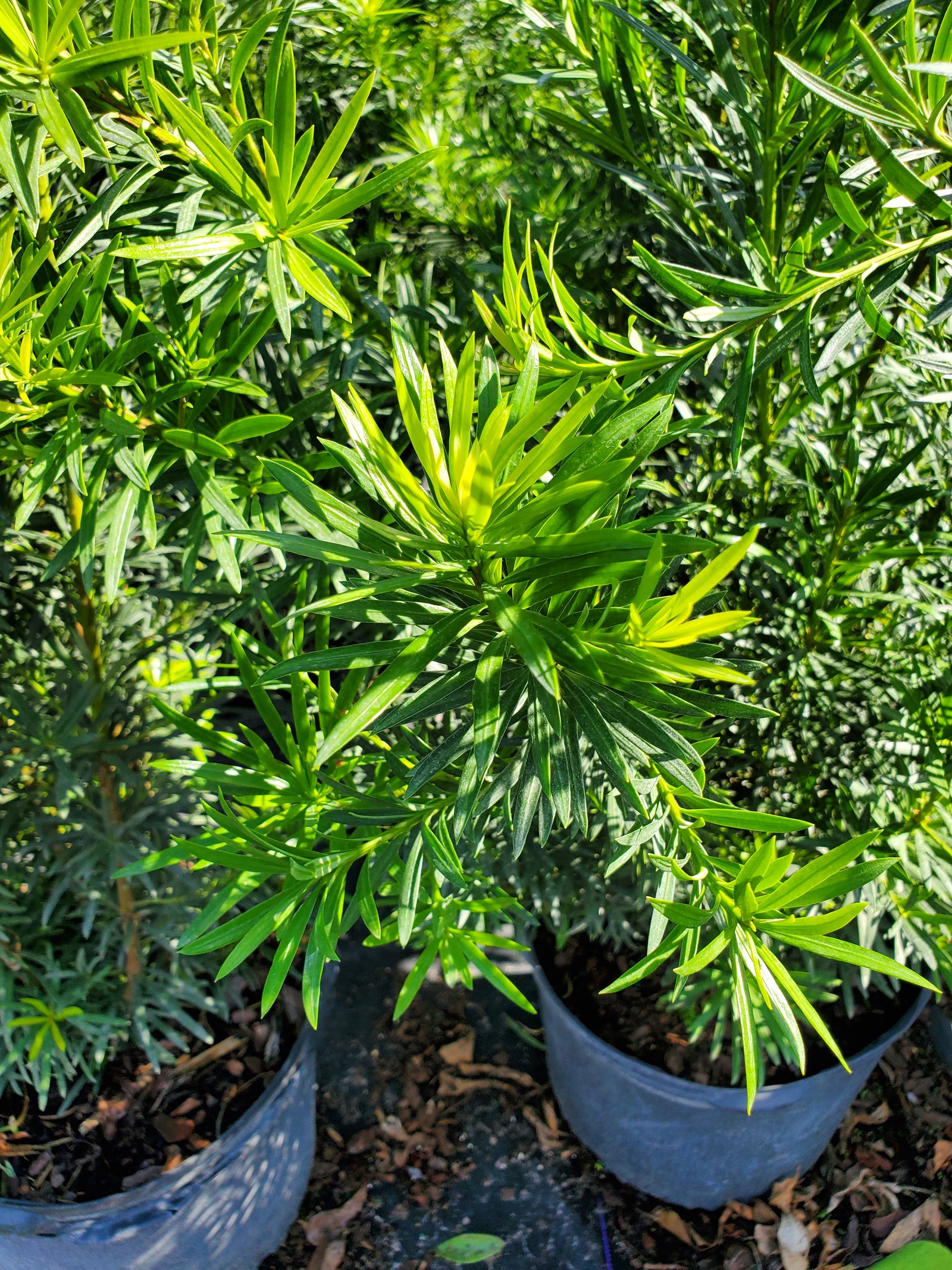 Columnar Podocarpus Maki shrub, evergreen and excellent for formal hedging.