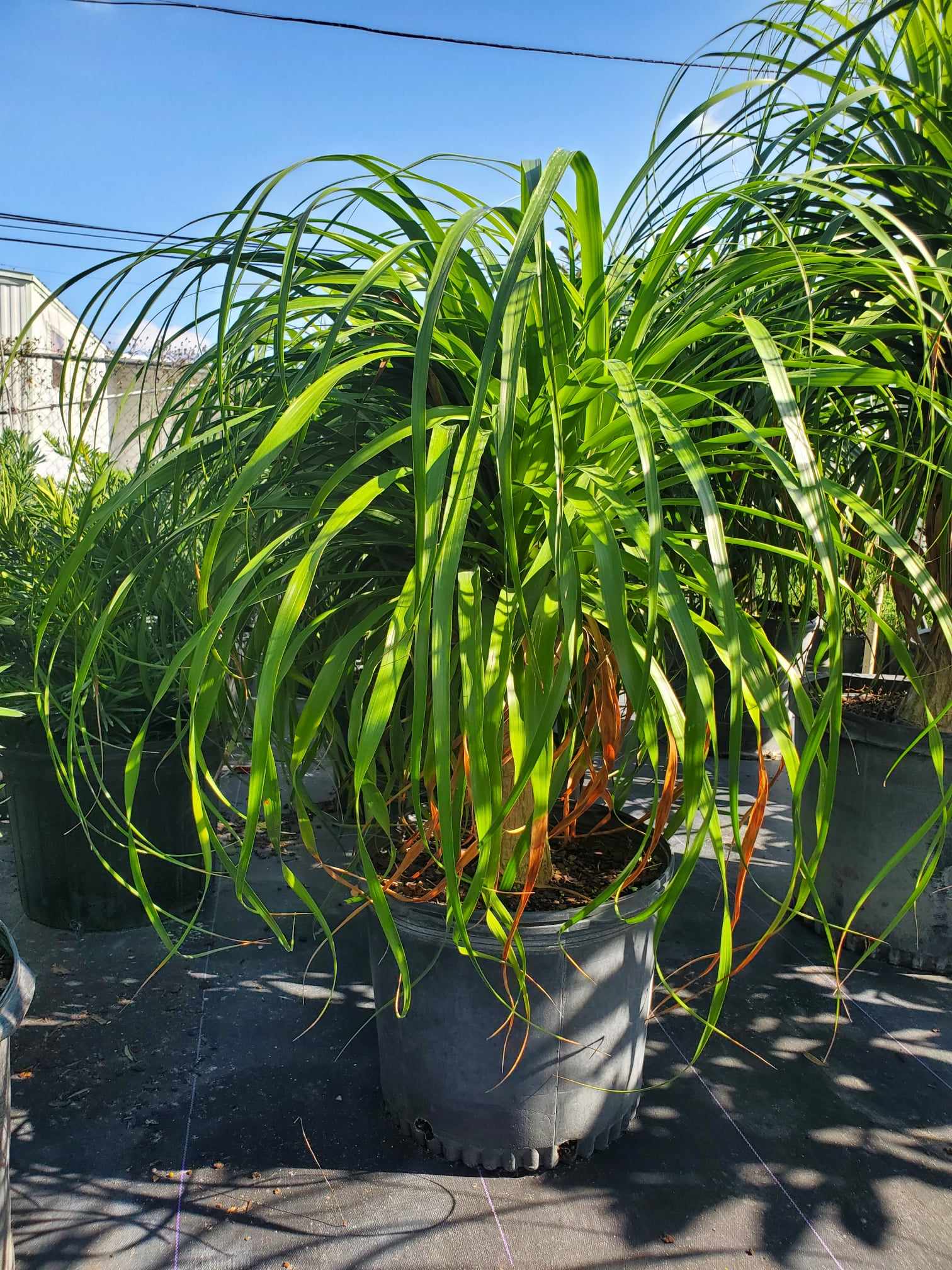 Bulbous Ponytail Palm with long curly leaves, drought-resistant and low maintenance.