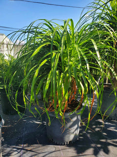 hilo hawaii ponytail palm Ponytail Palm