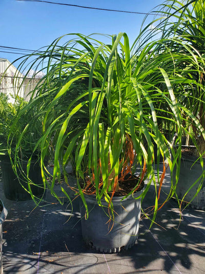 buy ponytail palm perth Ponytail Palm