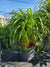 Ponytail Palm with a bulbous trunk and long, slender, arching leaves, perfect for adding a tropical touch to indoor and outdoor spaces in Florida