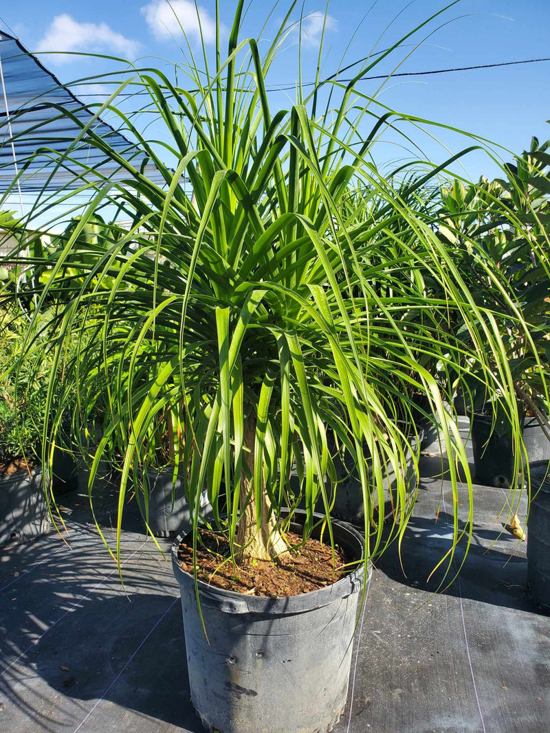 Ponytail Palm with a bulbous trunk and long, slender, arching leaves, perfect for adding a tropical touch to indoor and outdoor spaces in Florida