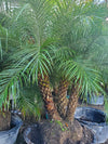 Pygmy Date Palm with slender trunks and dark green fronds, ideal for Florida gardens, patios, and container planting