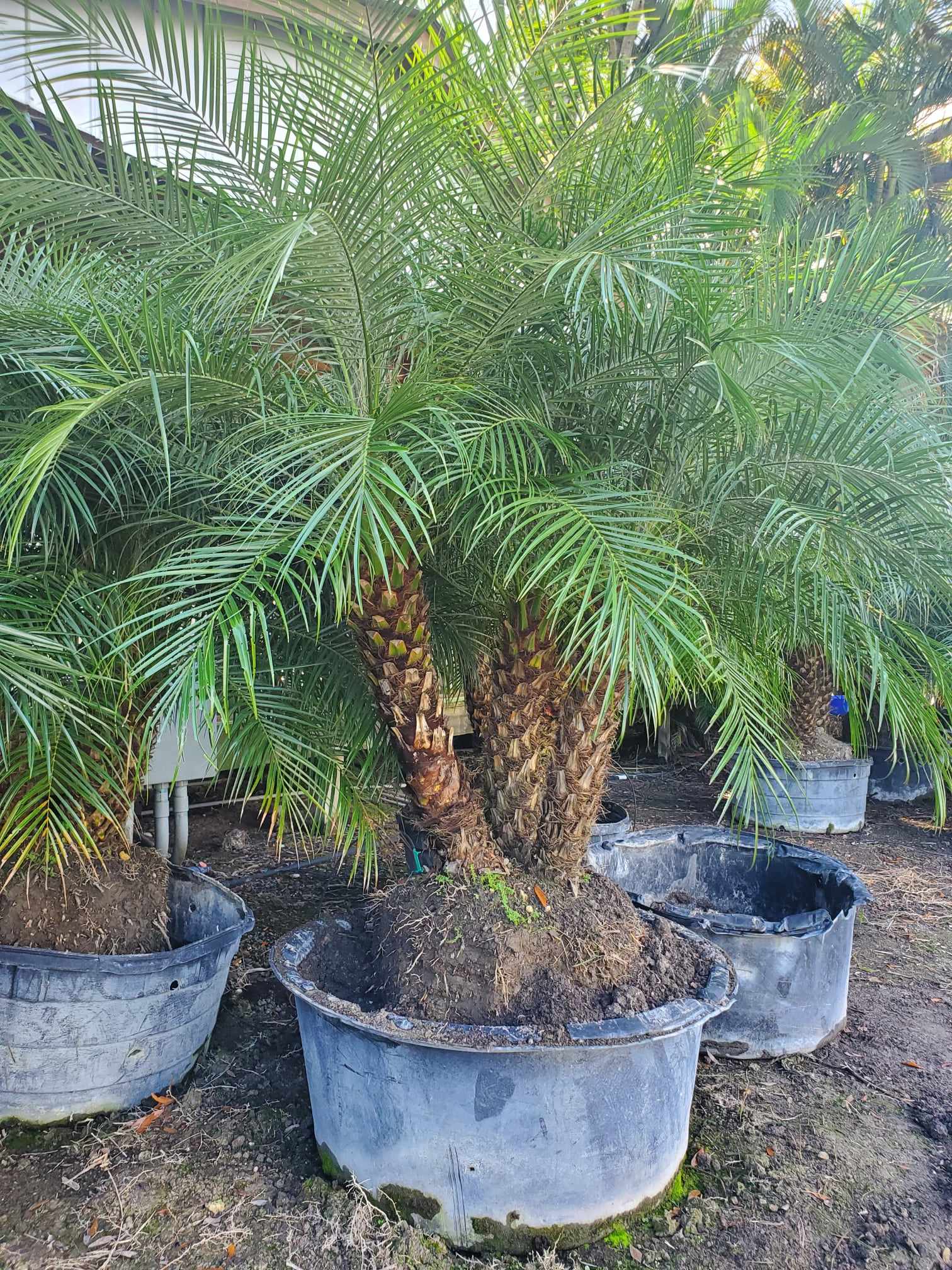 planting a pygmy date palm in a pot Pygmy Date Palm