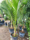 Queen Palm with graceful, arching fronds and smooth trunk, ideal for creating a tropical canopy in Florida landscapes