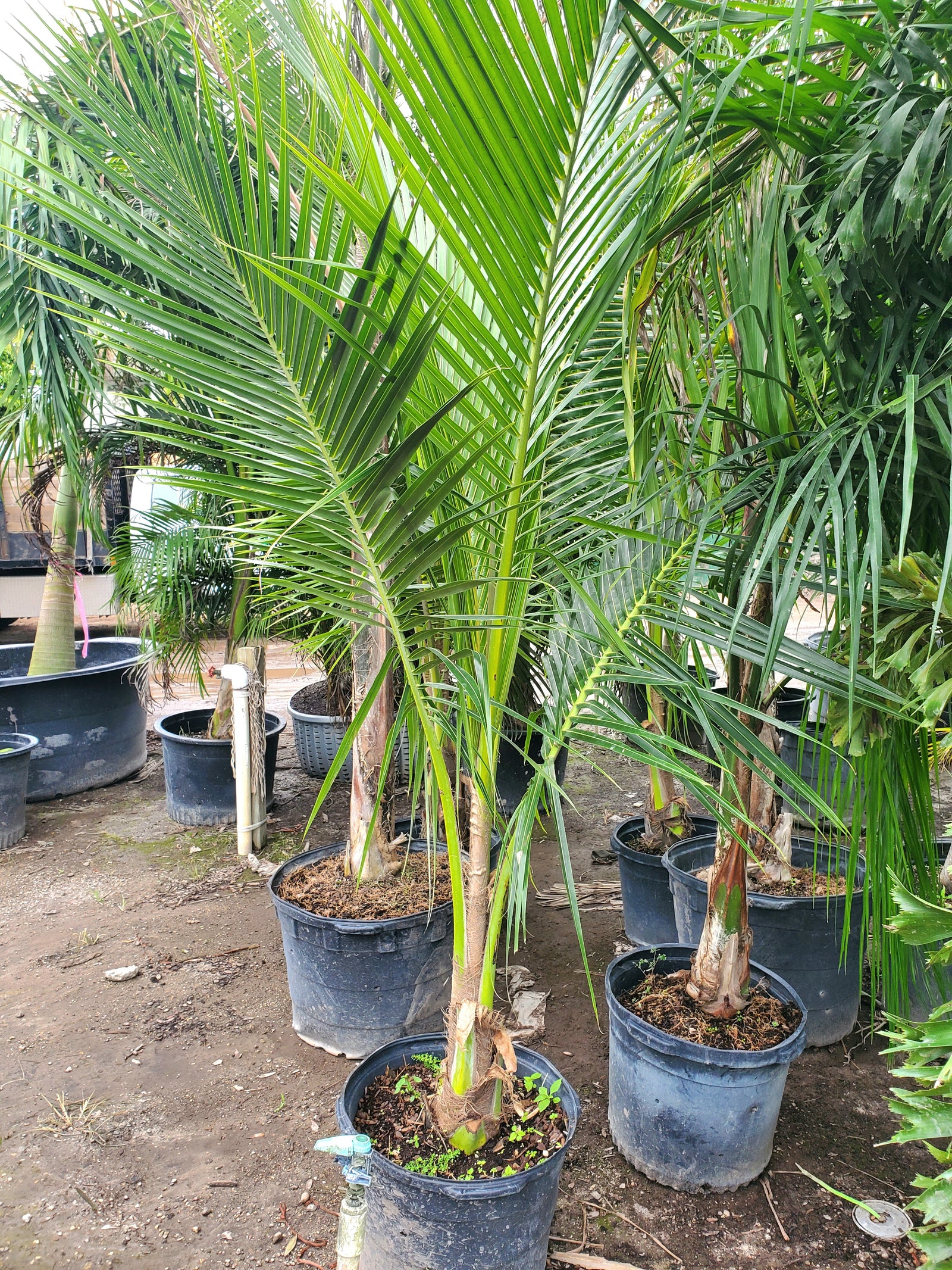 Tall Queen Palm with graceful canopy, a favorite for Florida landscapes.