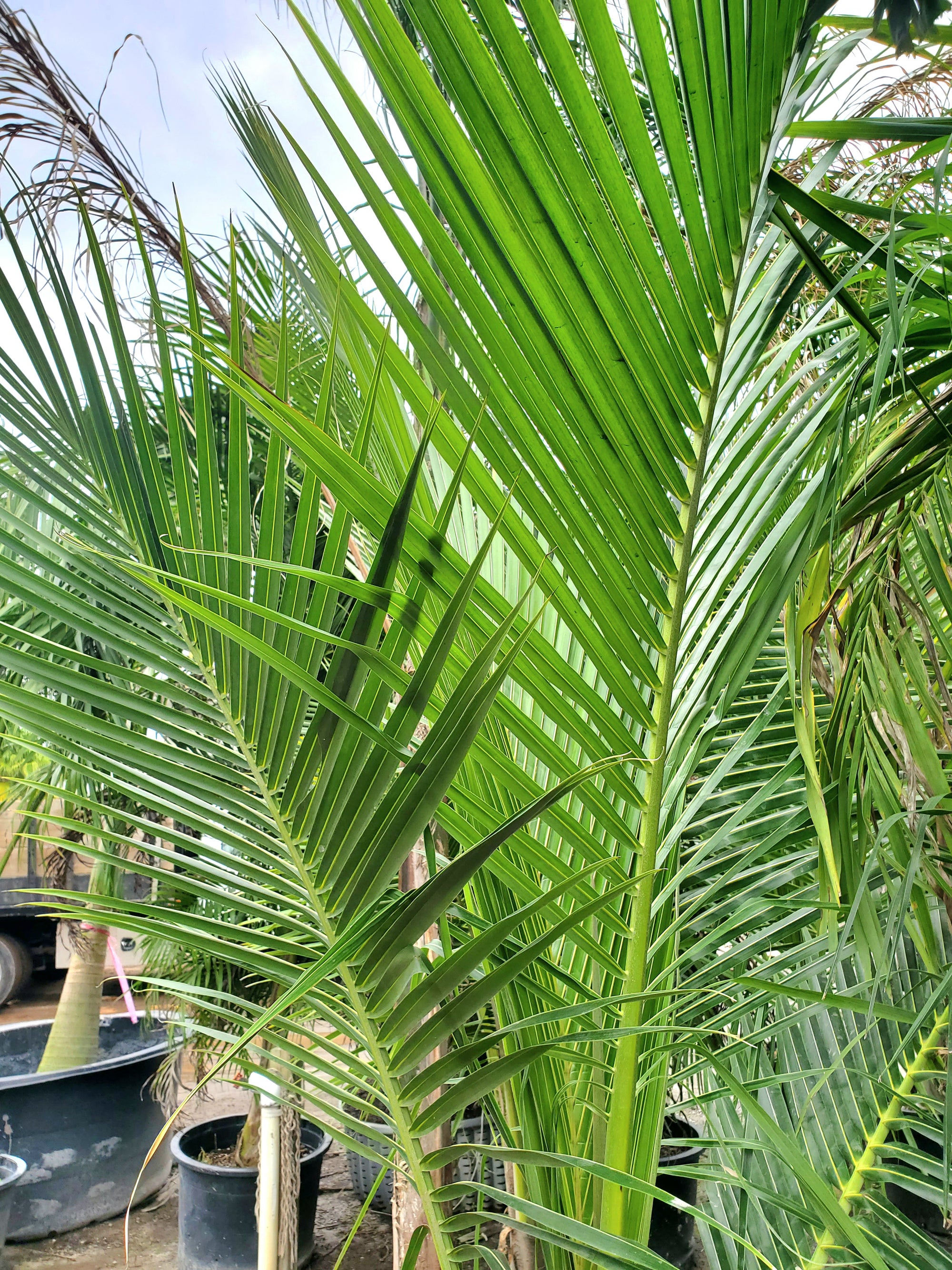 queen palm in planter Queen Palm