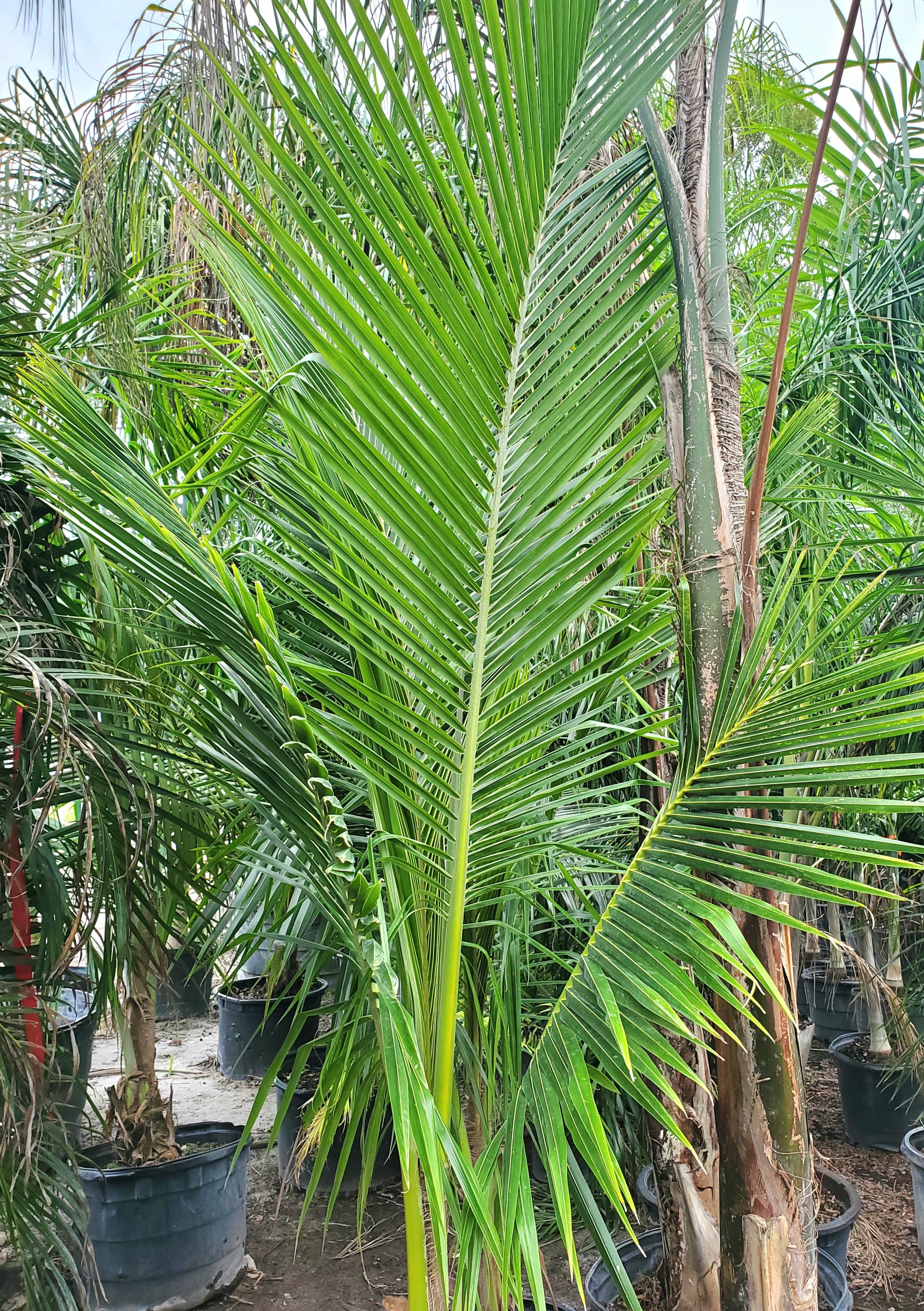 Queen Palm