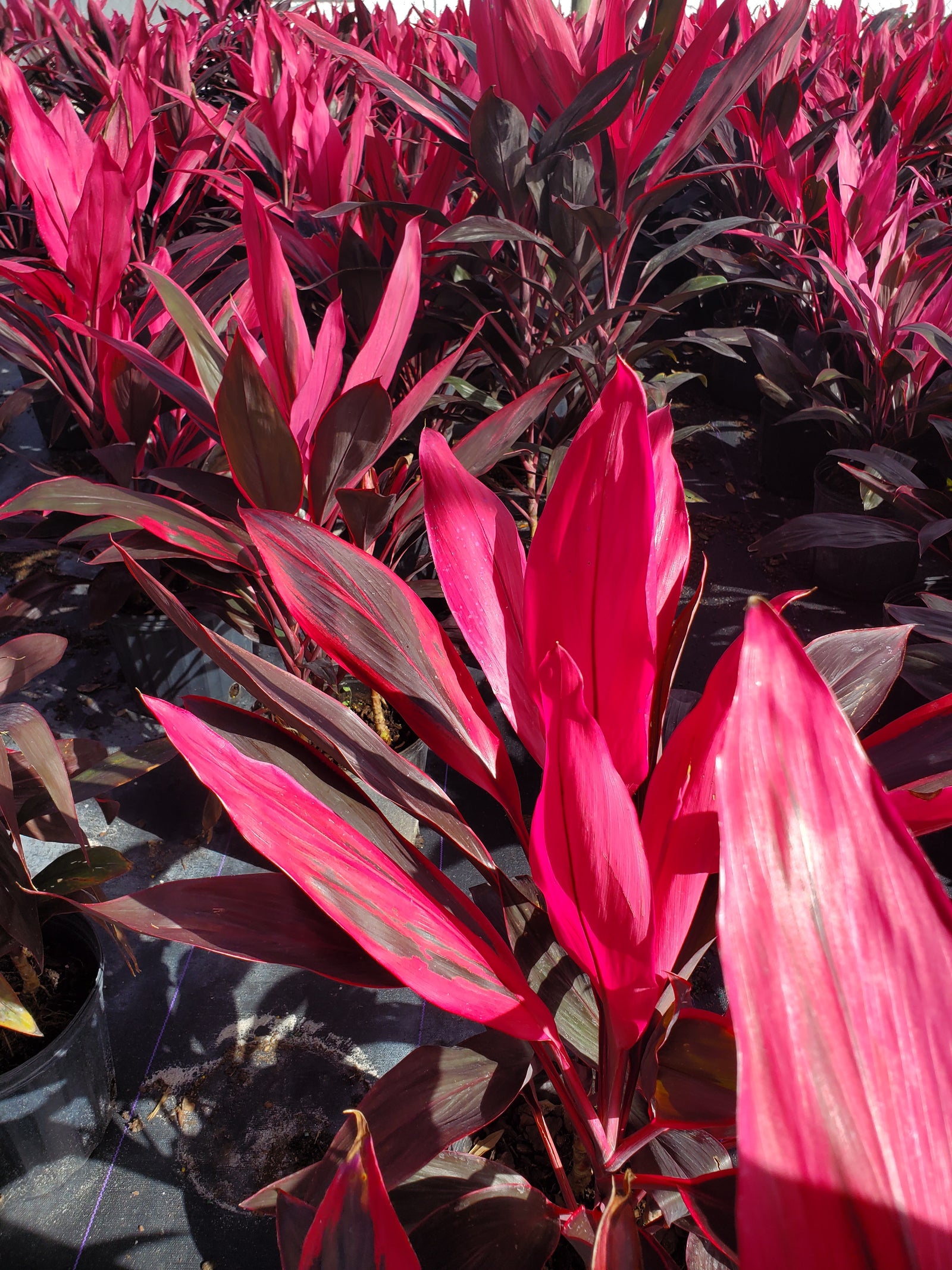 Colorful Cordyline with red-pink foliage, ideal for tropical garden accents or containers.