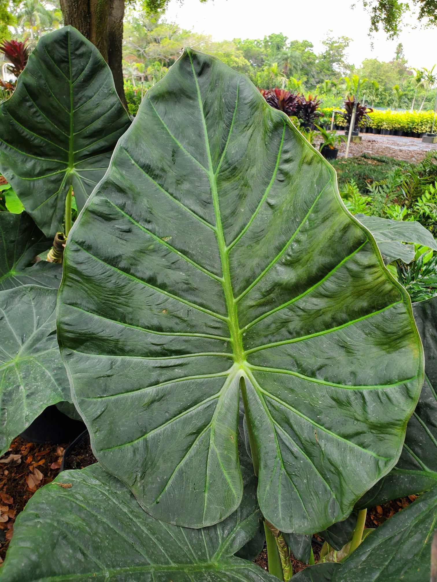 Regal Shield Alocasia with large, dark green leaves and striking veins, ideal for indoor and outdoor Florida landscaping