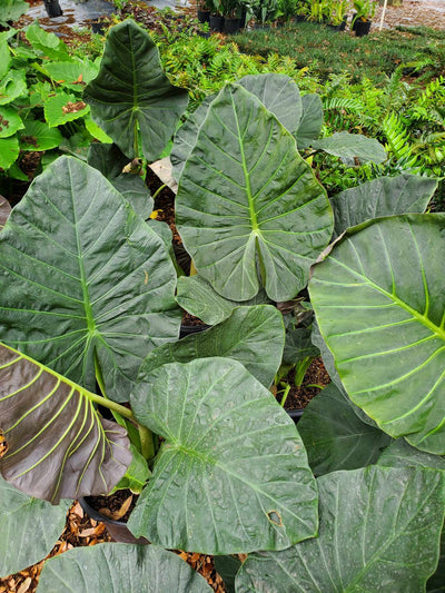 Alocasia (Regal Shield)