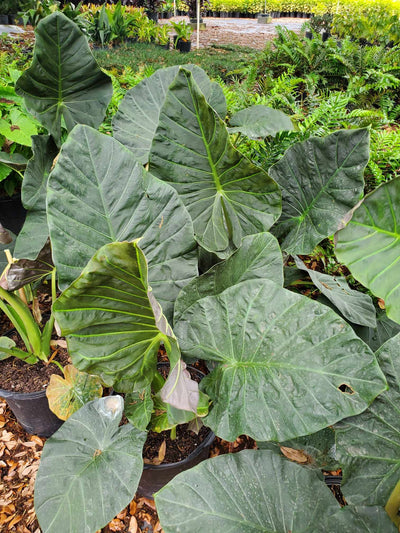 Alocasia (Regal Shield)