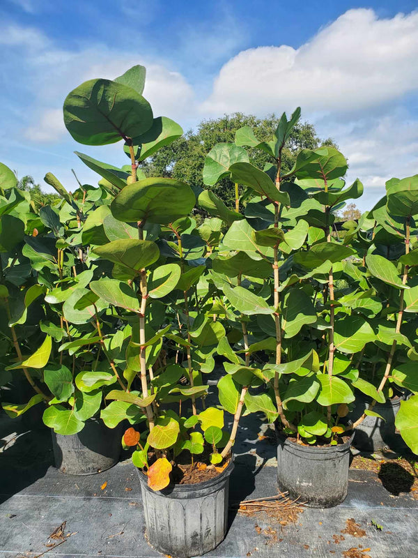 potted sea grape plant Sea Grape
