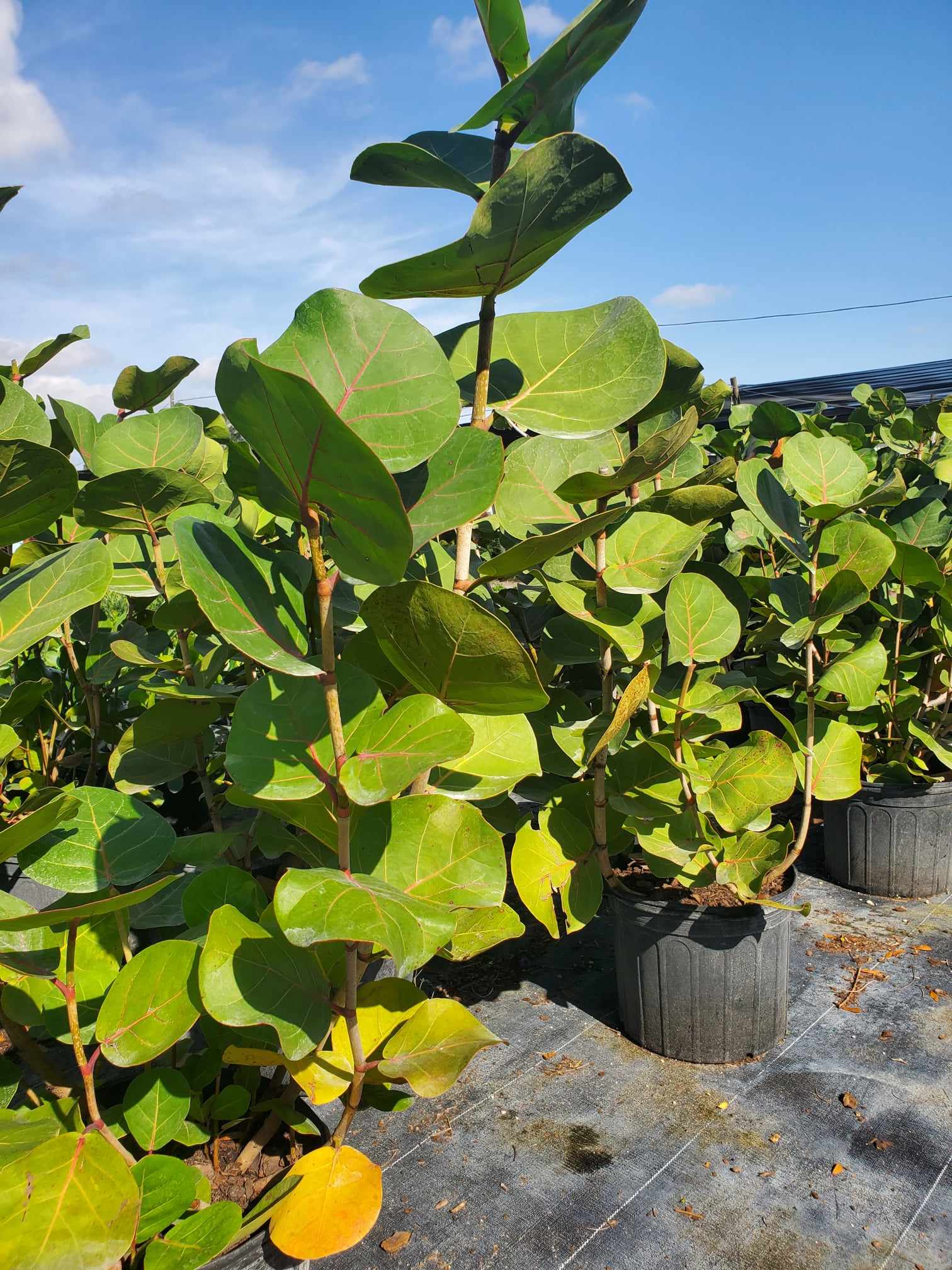 Round-leaved Sea Grape, ideal for tropical coastal gardens and privacy hedging.