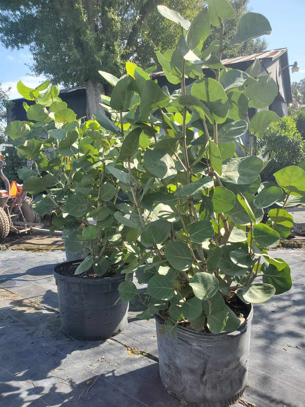 sea grape plant indoor Sea Grape