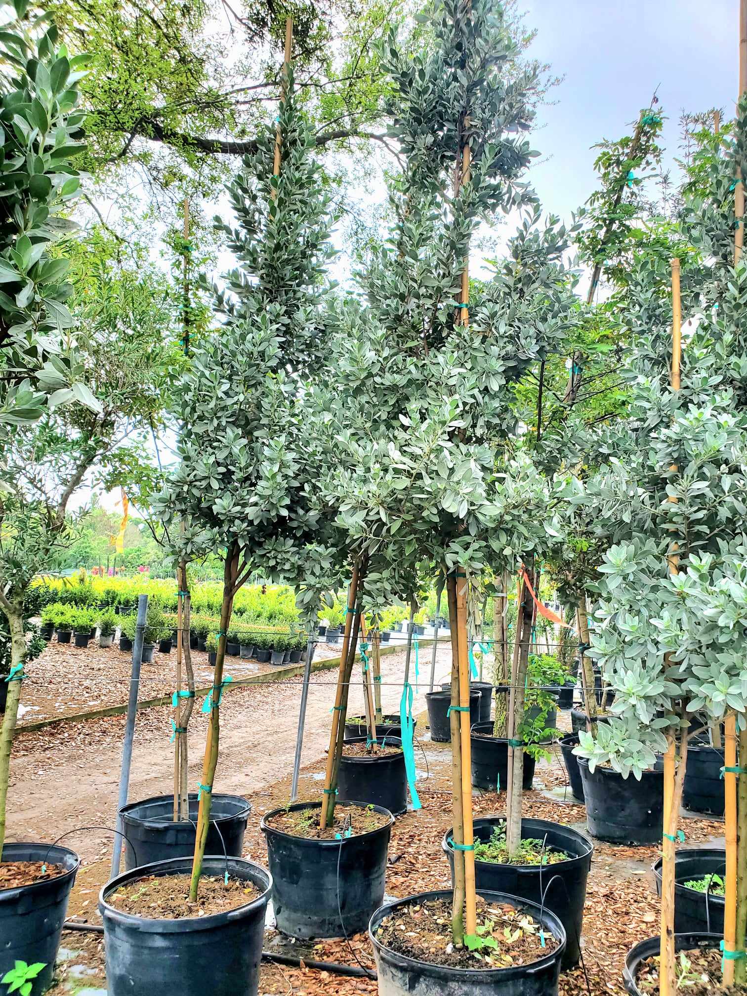 Silvery-leaved Buttonwood tree or bush, native to Florida coastal landscapes.
