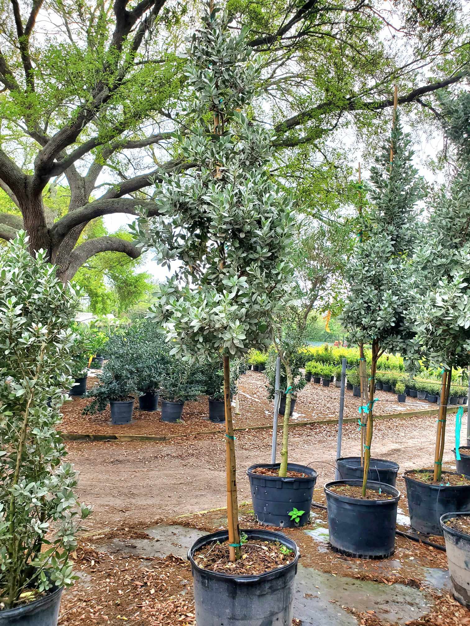 Silver Buttonwood - Native Jungle