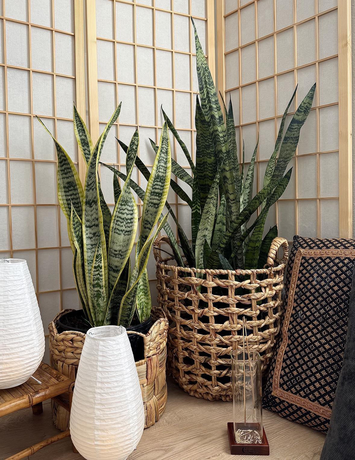 Upright Snake Plant with variegated green leaves, perfect low-light indoor option.