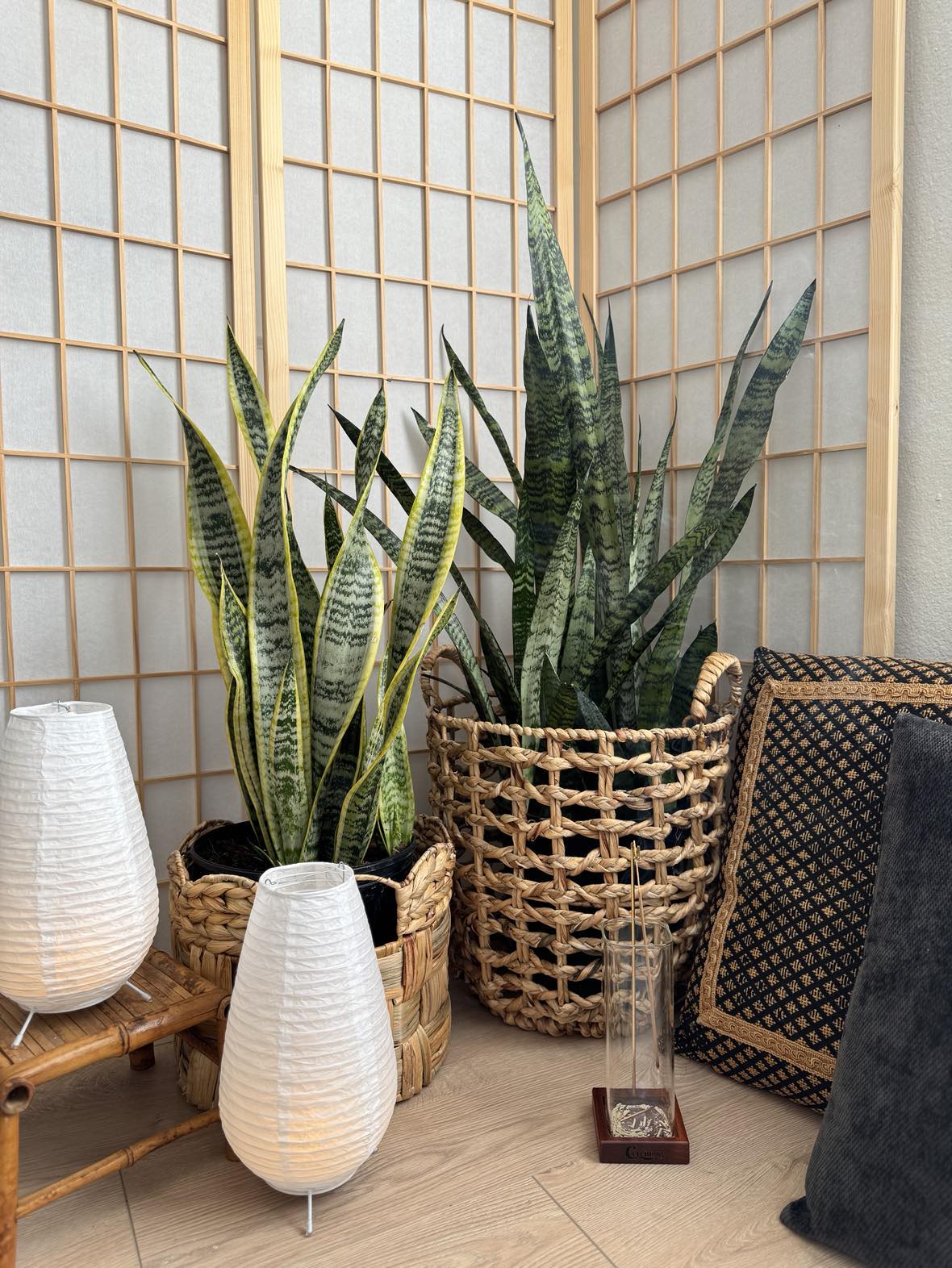 snake plant ark Snake Plant