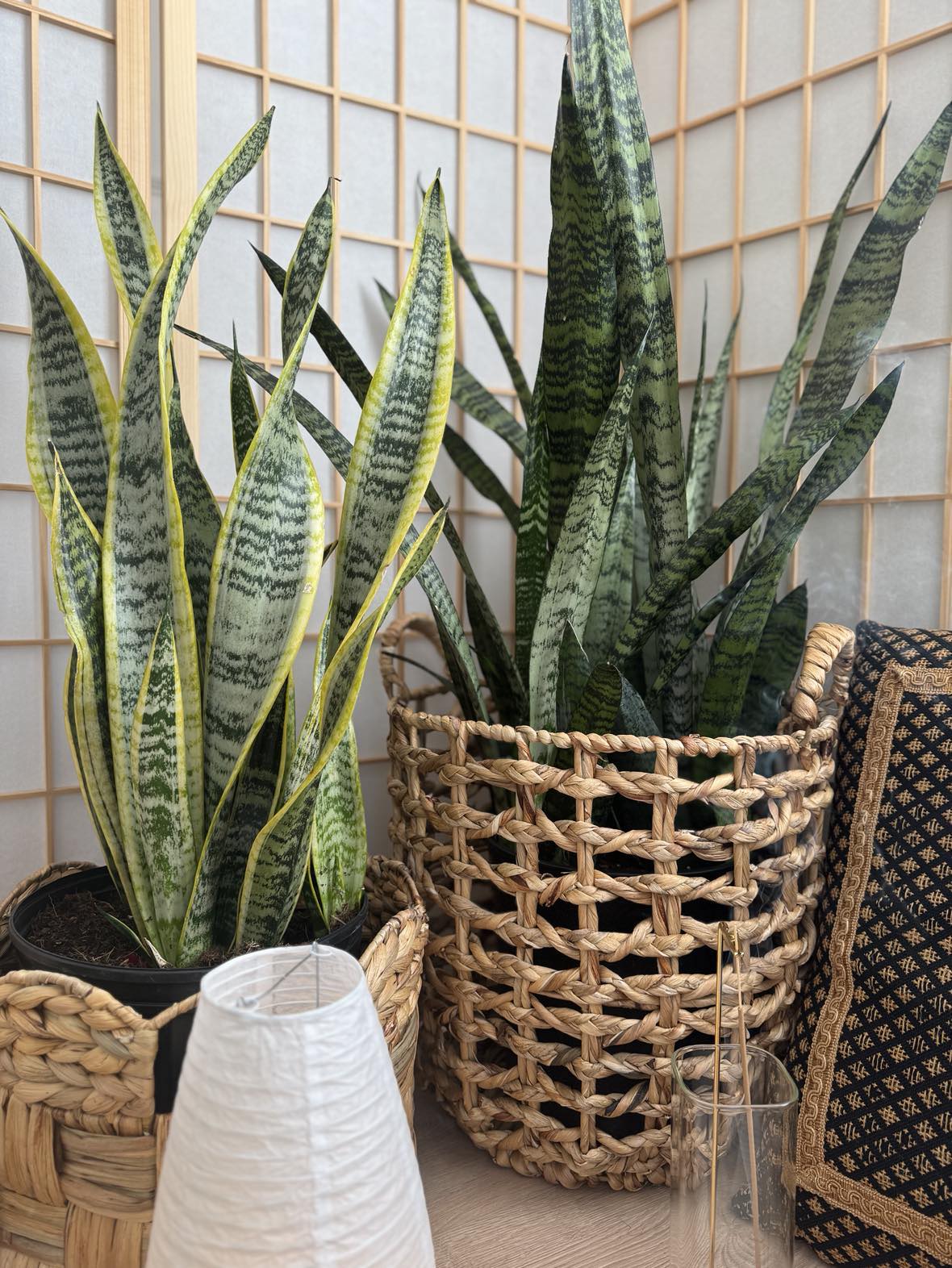 snake plant windowsill Snake Plant