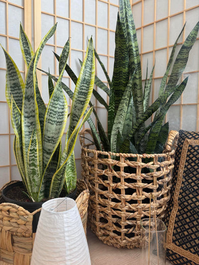 bamboo snake plant Snake Plant