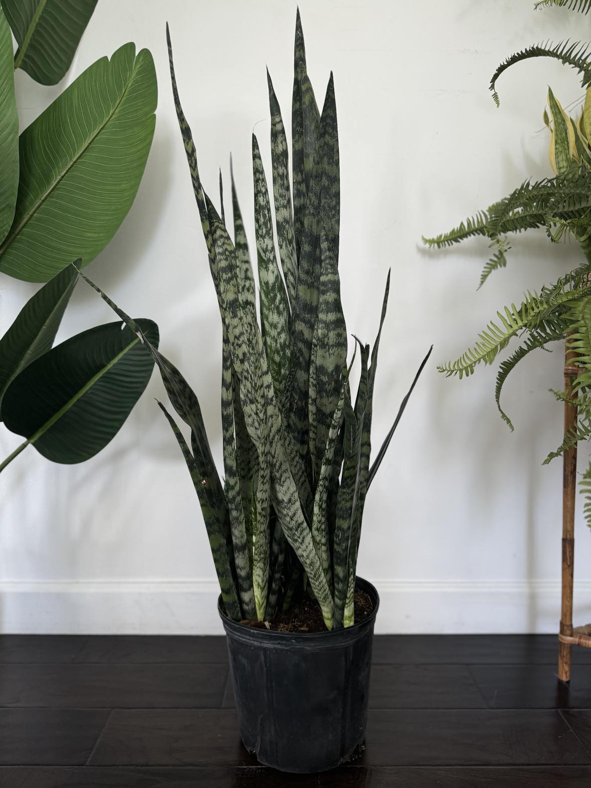 Snake Plant