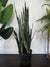 Snake Plant