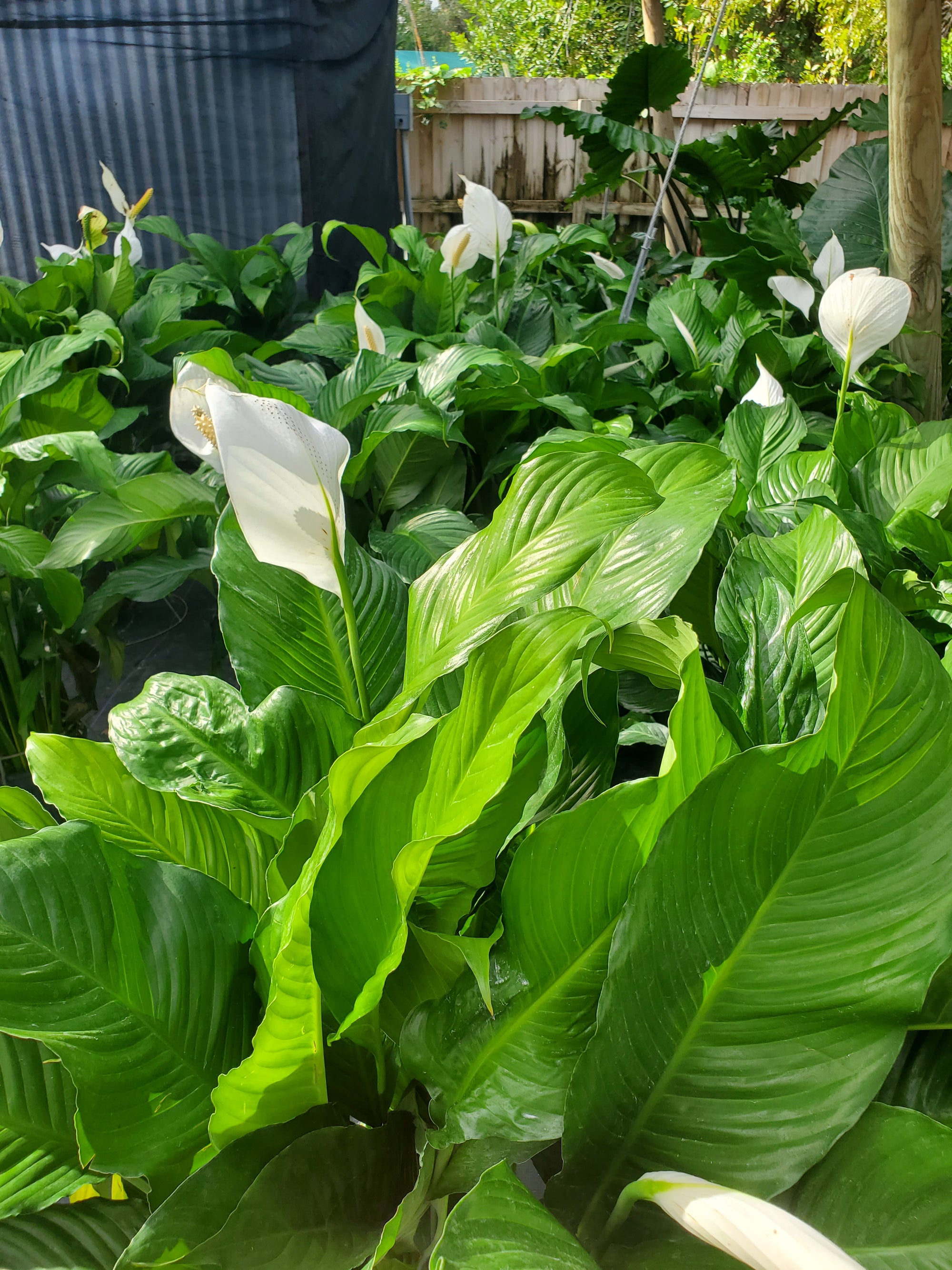 Spath Peace Lily with glossy green leaves and white spathe-shaped flowers, ideal for low-light indoor spaces in Florida