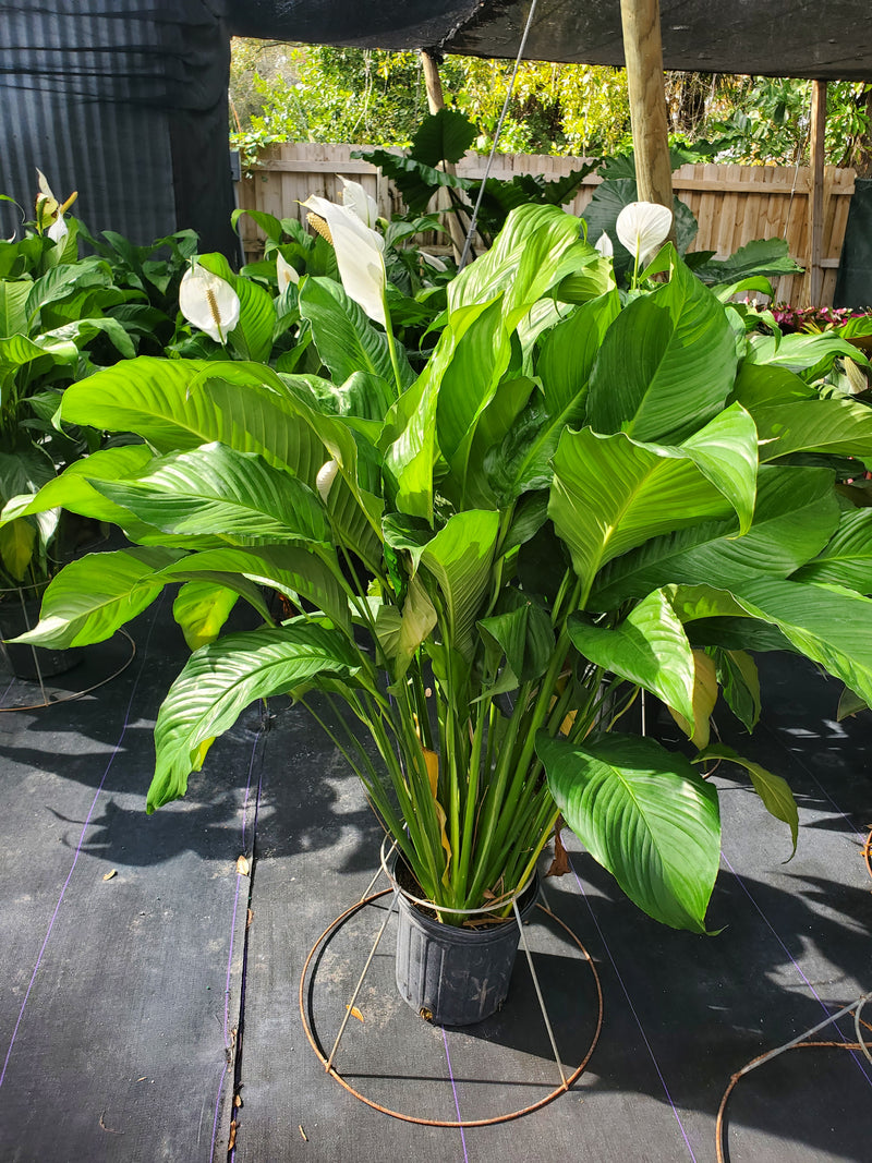 Spath Peace Lily with glossy green leaves and white spathe-shaped flowers, ideal for low-light indoor spaces in Florida