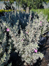 Texas Sage with silvery-gray foliage and vibrant purple flowers, perfect for drought-tolerant and heat-resistant landscaping in Florida gardens