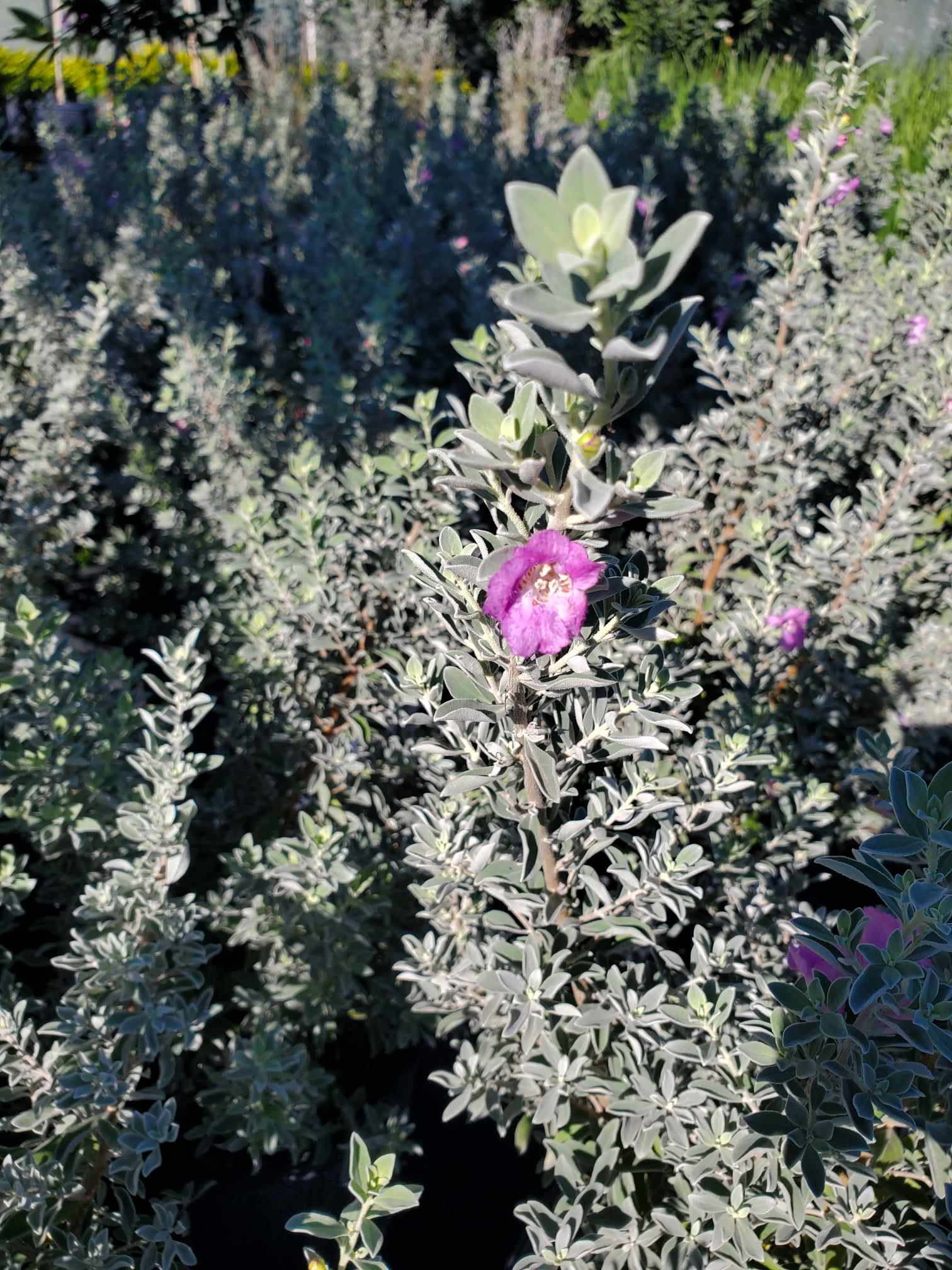 Texas Sage