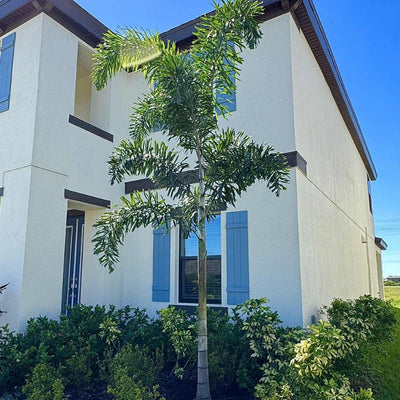 Foxtail Palm